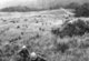 Vietnam: US Army troops deploy at an LZ ('Landing Zone') in the Central Highlands, 1966